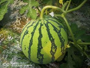 52吃瓜今日大瓜,今日大瓜盘点,揭秘娱乐圈最新热点